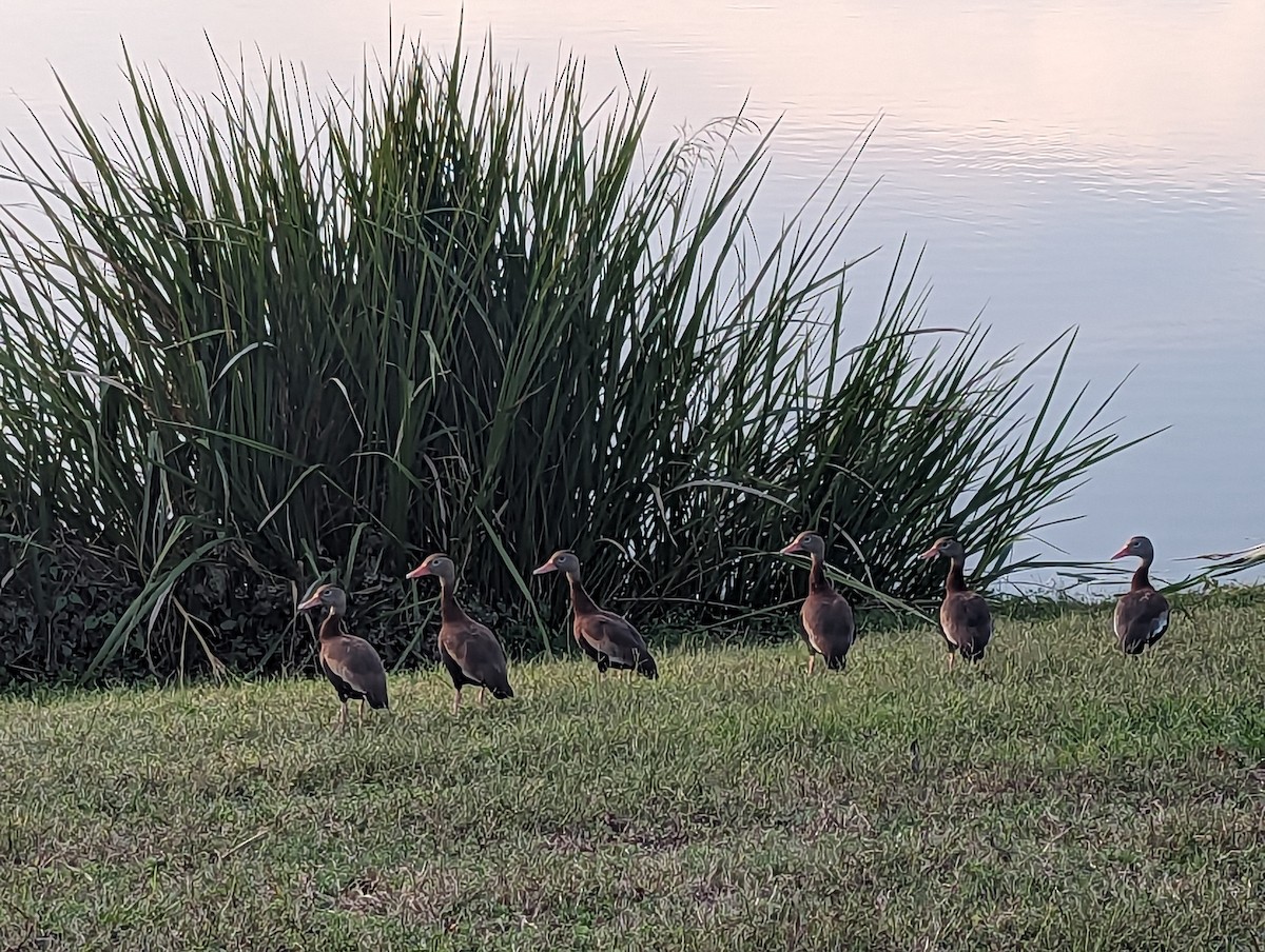 Black-bellied Whistling-Duck - ML645749138
