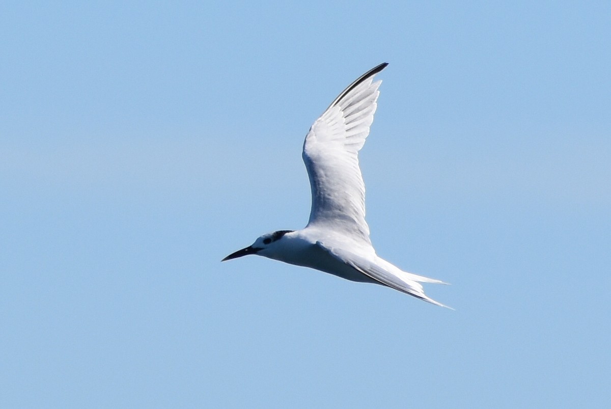 Sandwich Tern - ML645749150