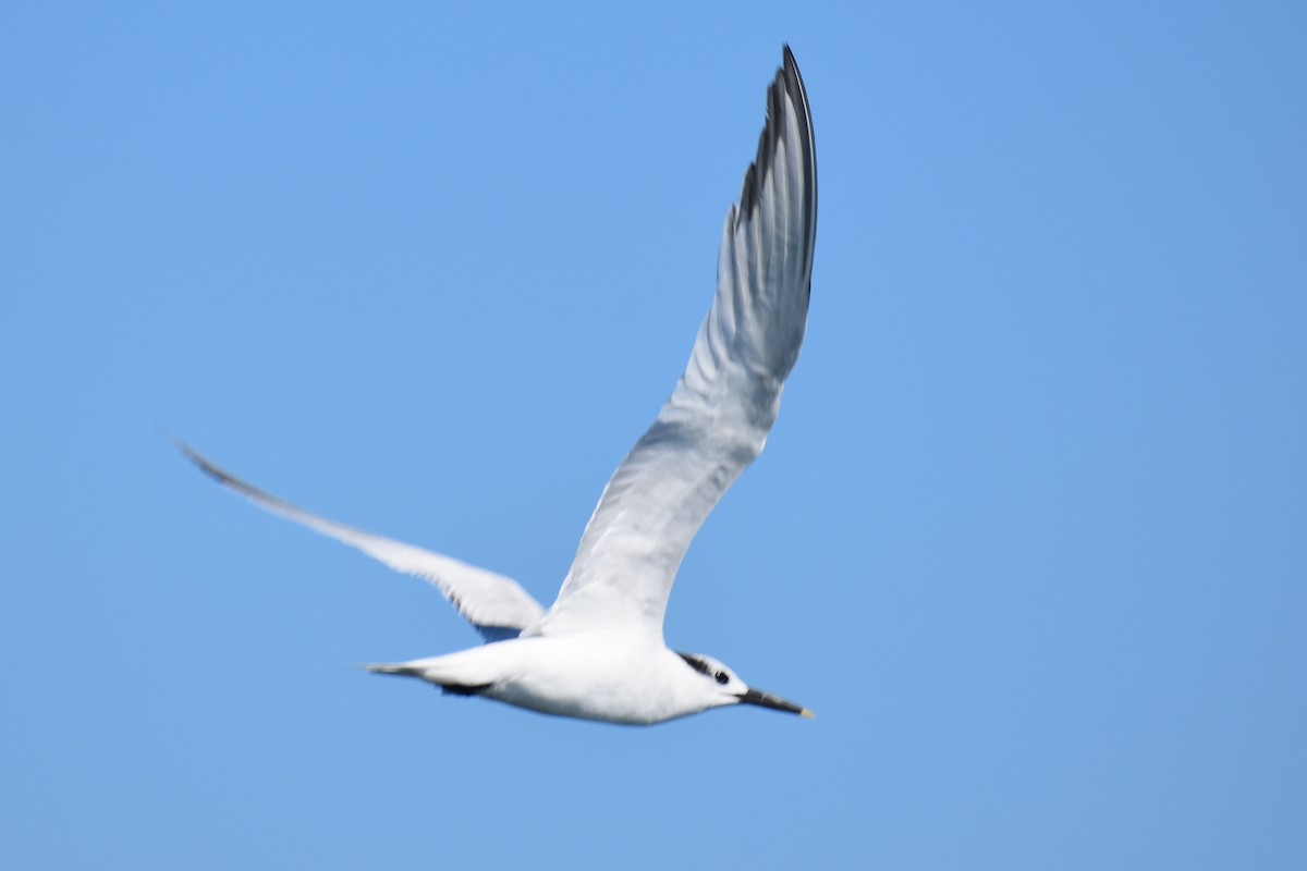 Sandwich Tern - ML645749151