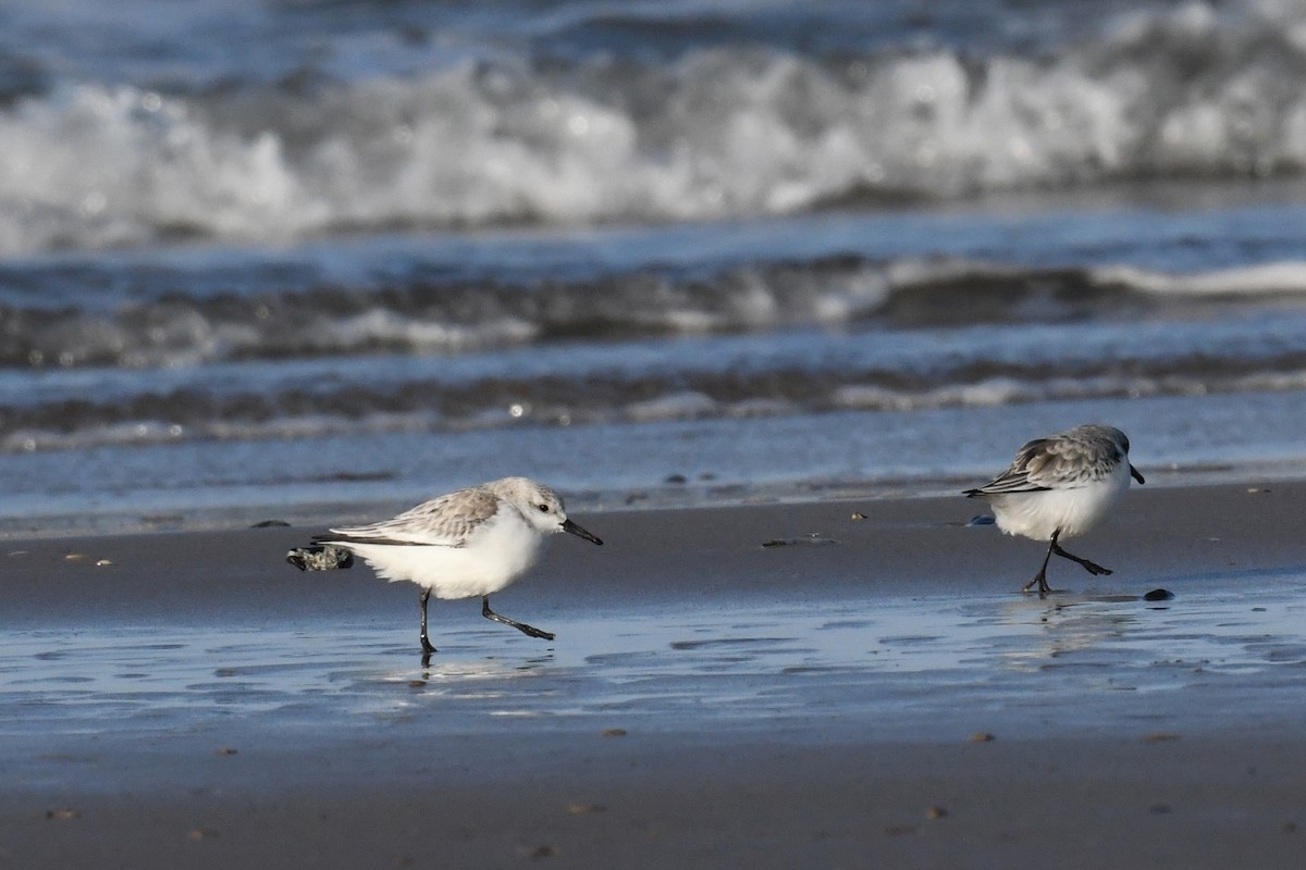 Песчанка - ML645749158