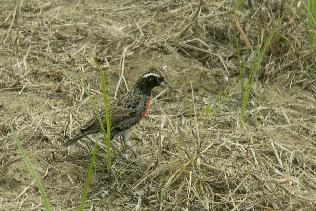 Sturnelle du Pérou - ML645749161