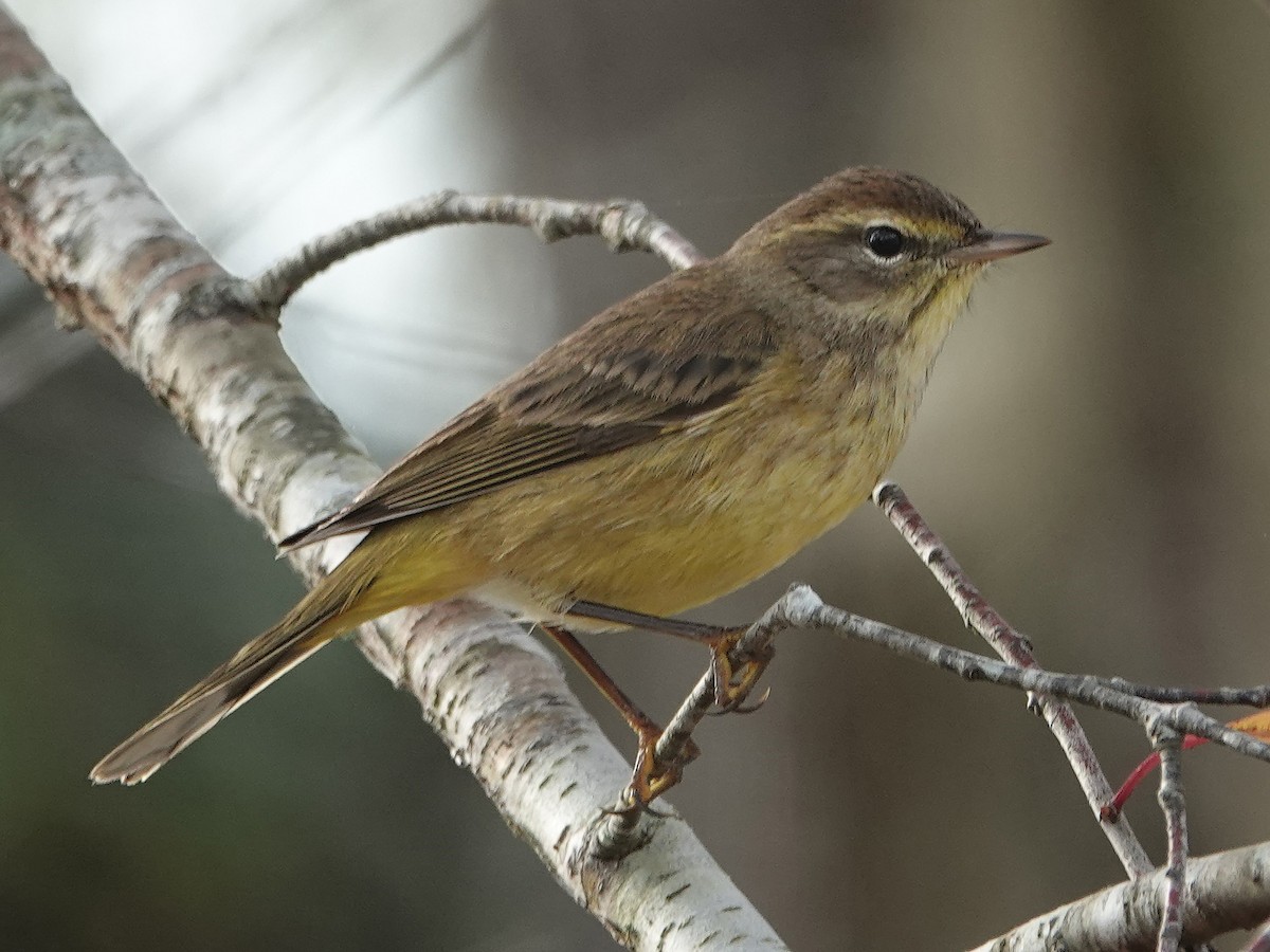 Palm Warbler - ML645749164