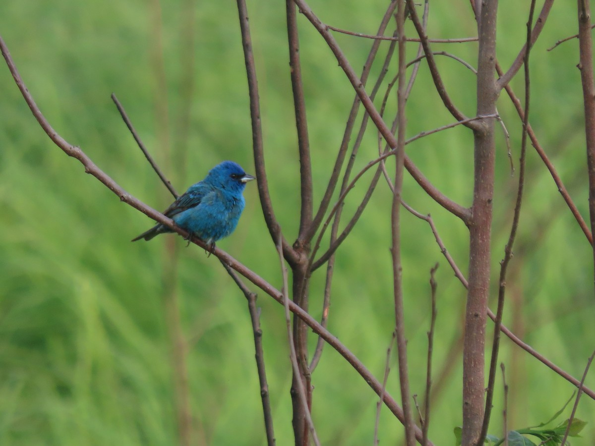 Indigo Bunting - ML645749165