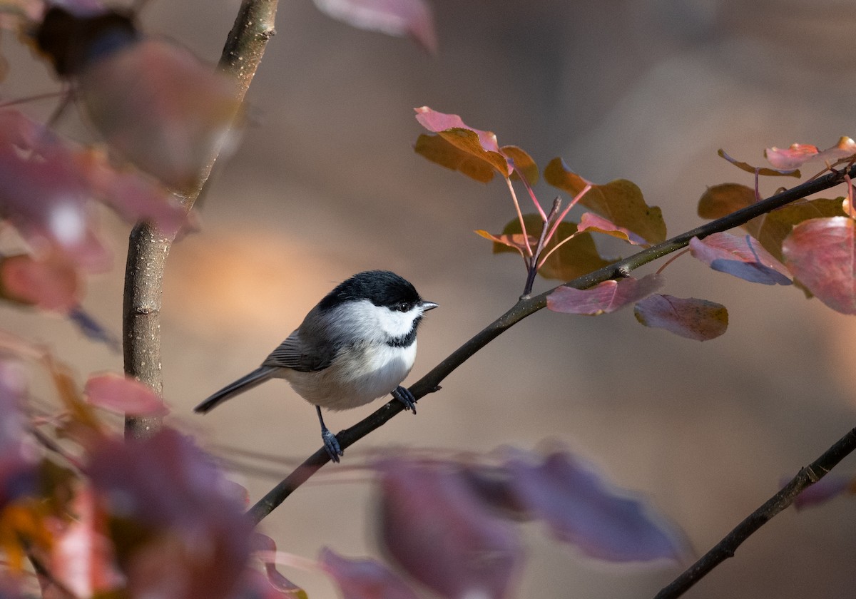Carolina Chickadee - ML645749166