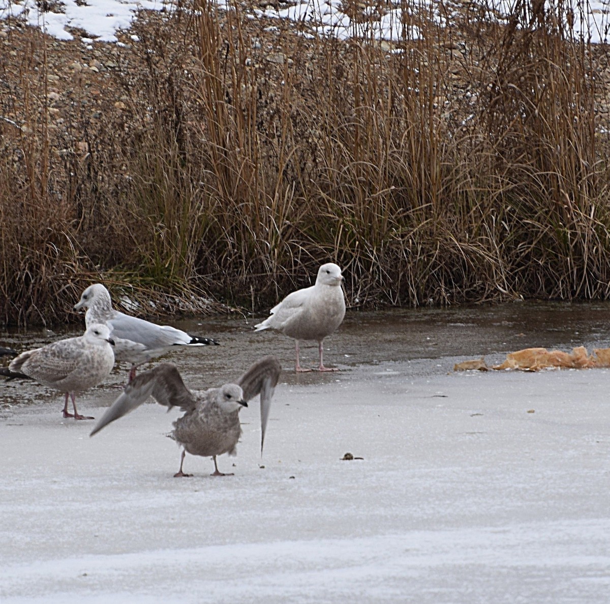 Glaucous Gull - ML645749168