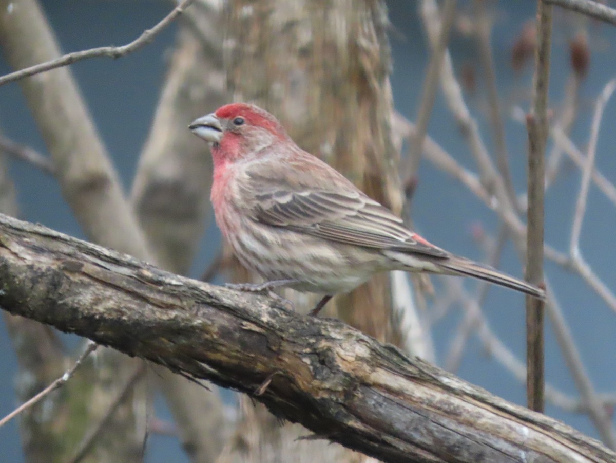 House Finch - ML645749170