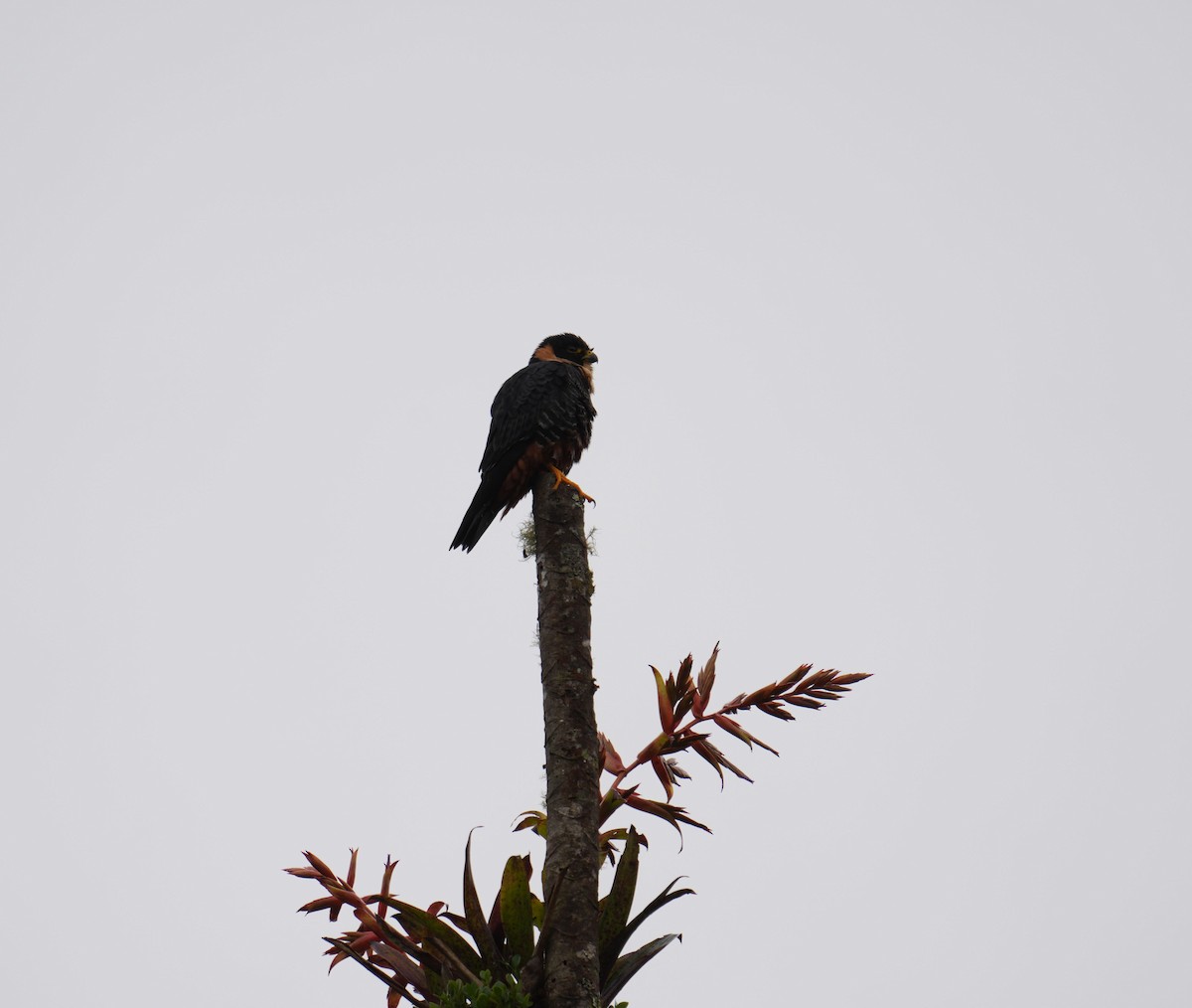 Bat Falcon - ML645749173