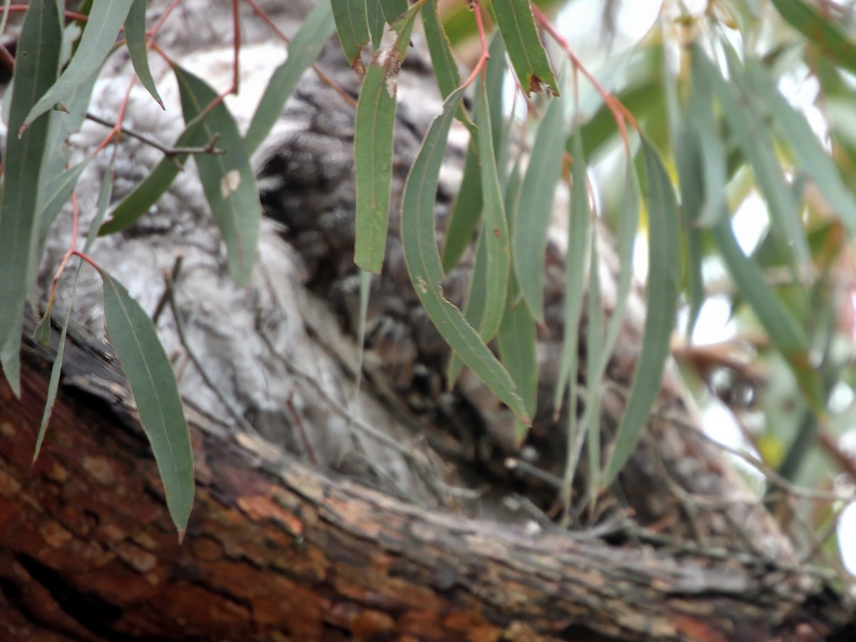 Tawny Frogmouth - ML645749174