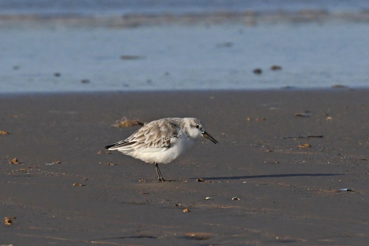 Песчанка - ML645749176