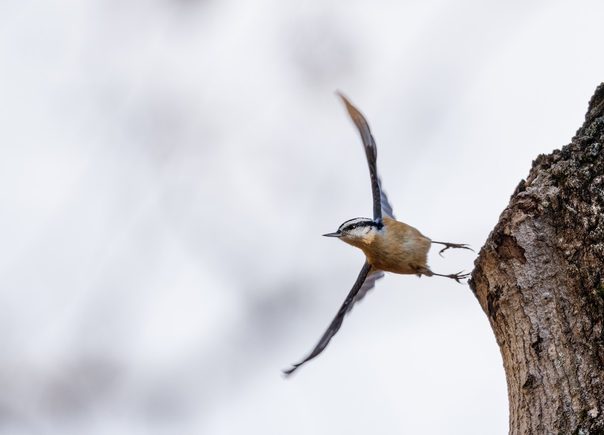 Red-breasted Nuthatch - ML645749177