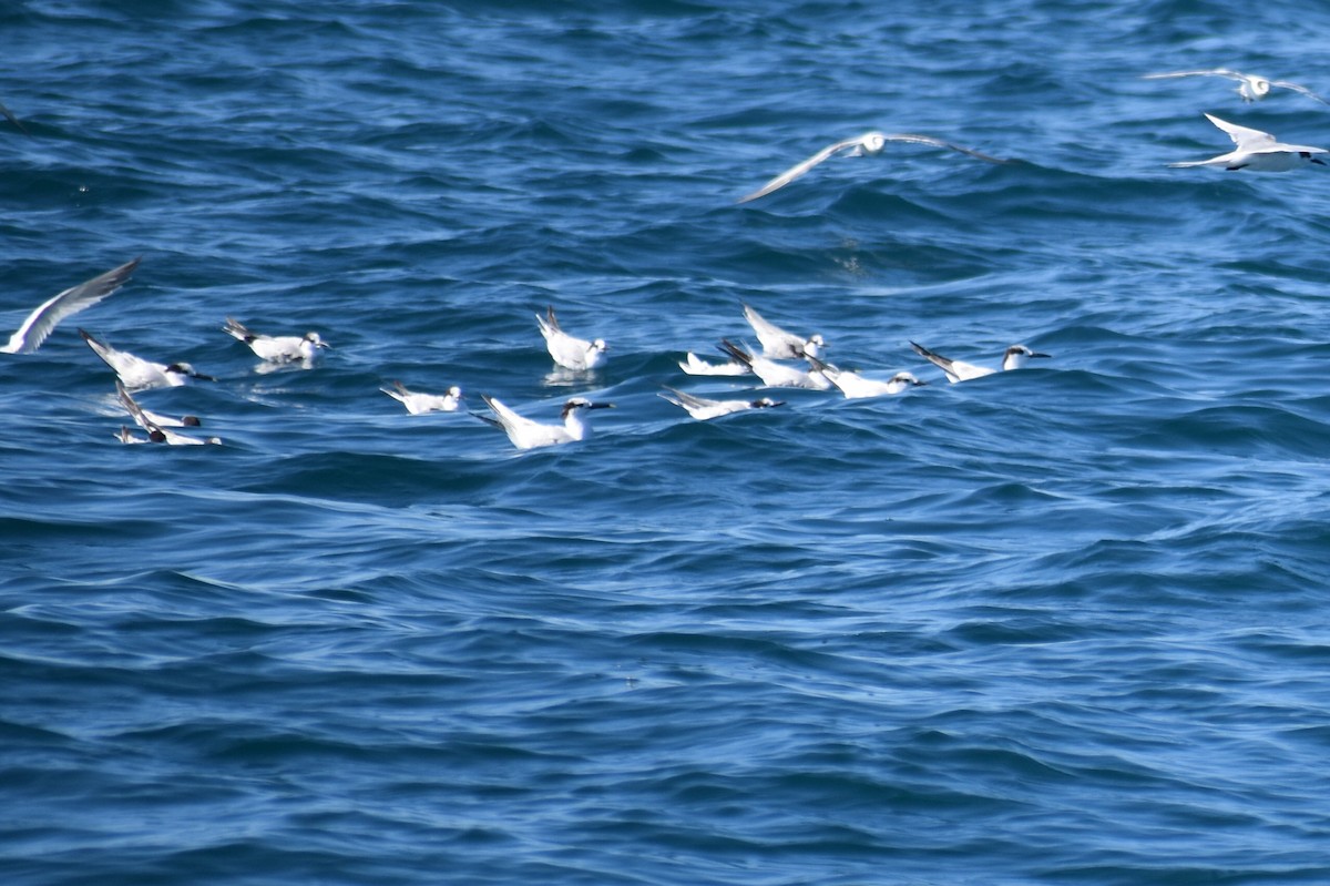 Common Tern - ML645749182