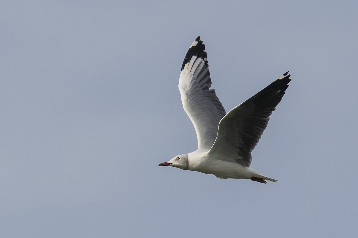 Мартин сіроголовий - ML645749184