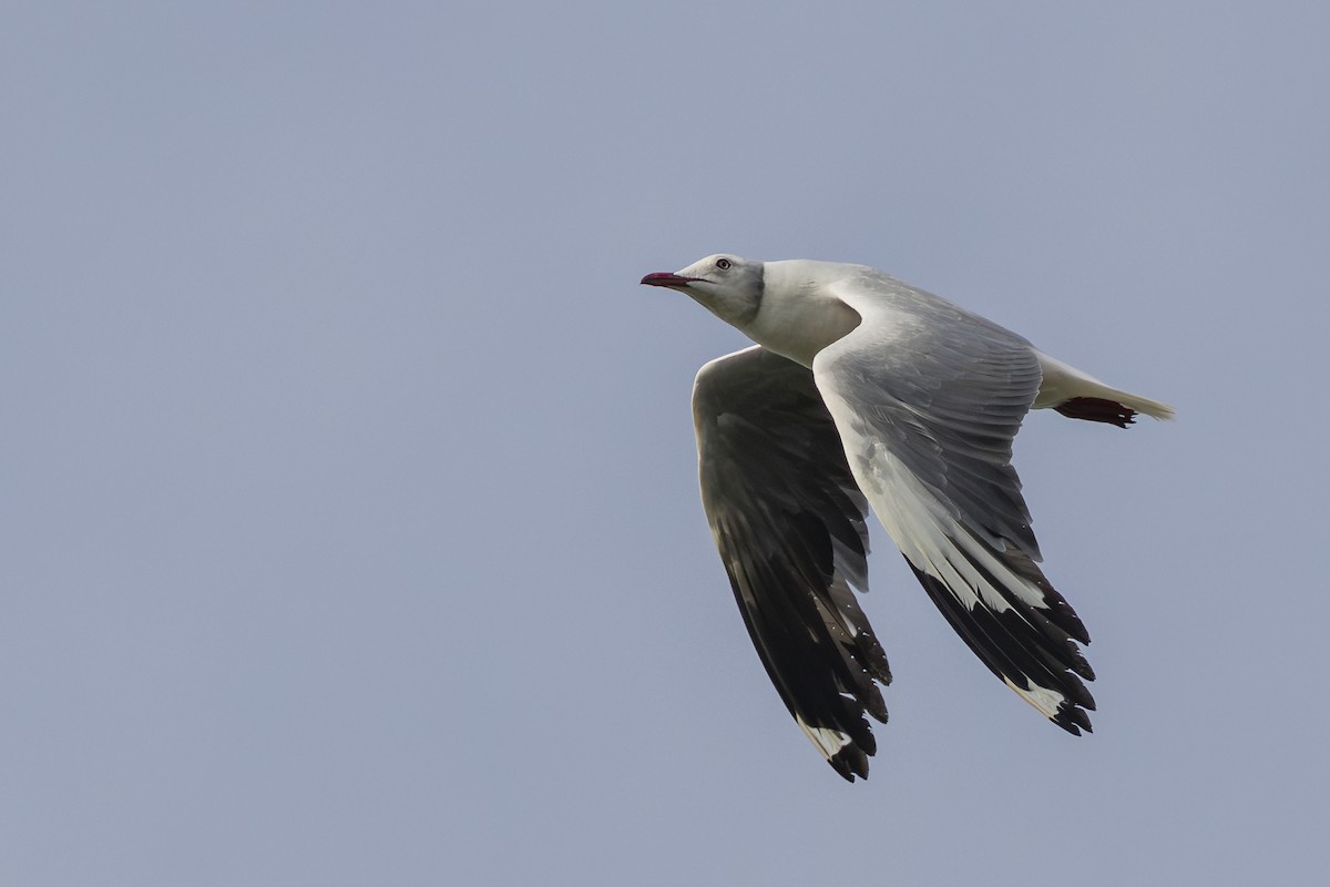 Мартин сіроголовий - ML645749185