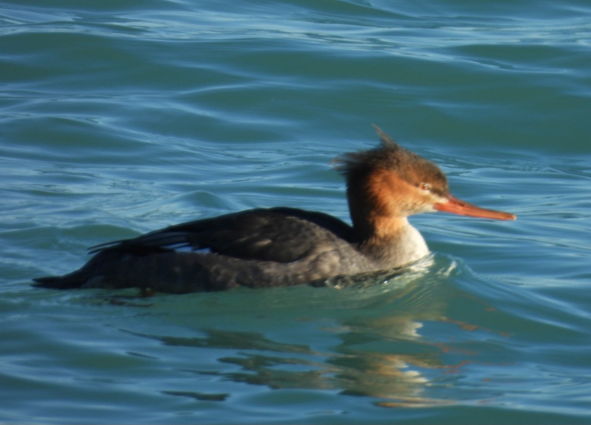 Red-breasted Merganser - ML645749188
