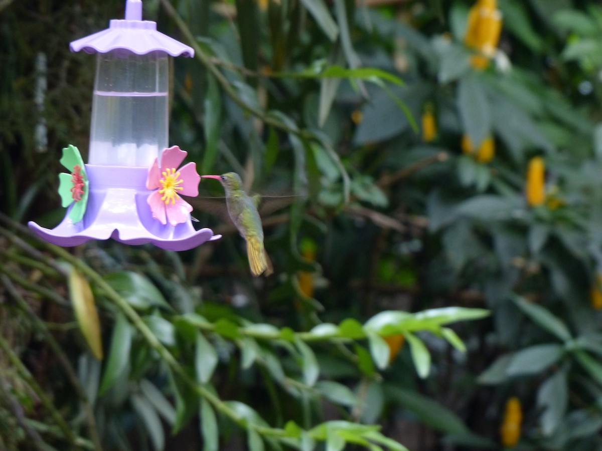 Gilded Hummingbird - ML645749189