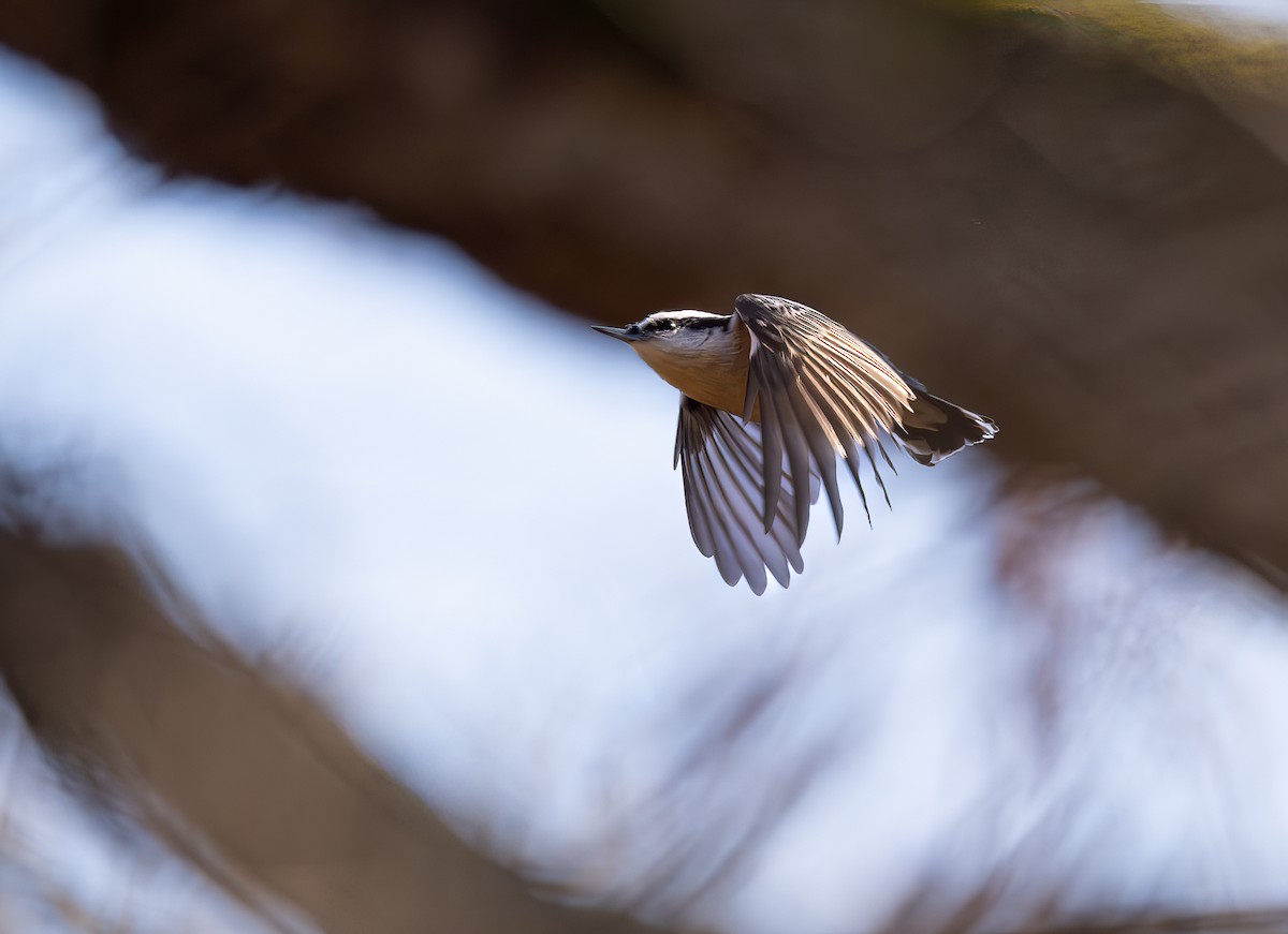 Red-breasted Nuthatch - ML645749190