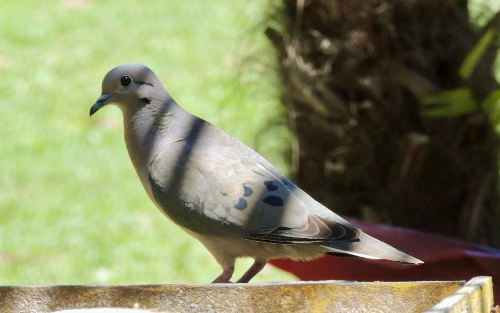 Eared Dove - ML645749197