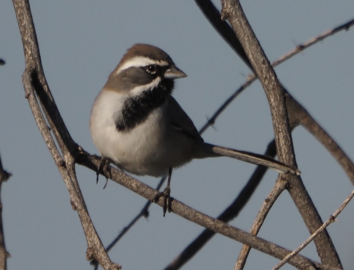 Black-throated Sparrow - ML645749199