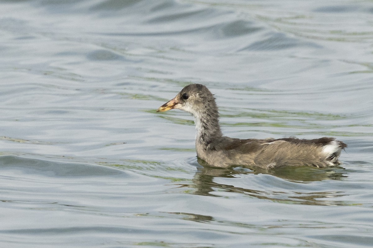 slípka americká - ML645749204