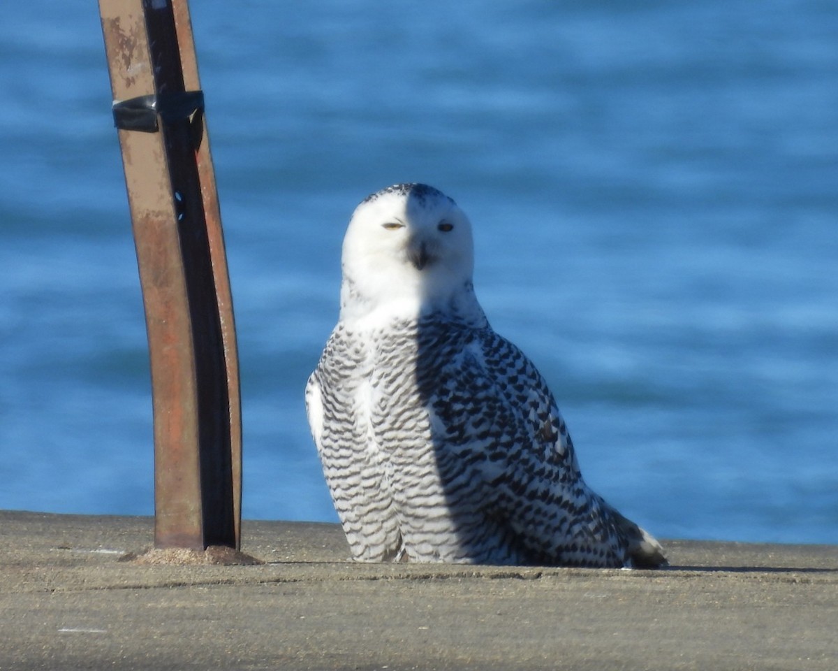 Snowy Owl - Regina McNulty