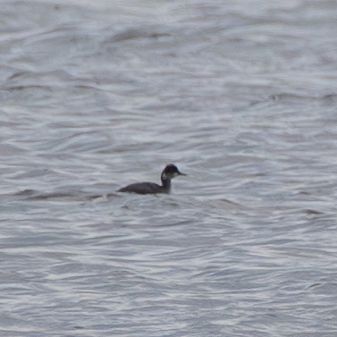 Eared Grebe - ML645749206