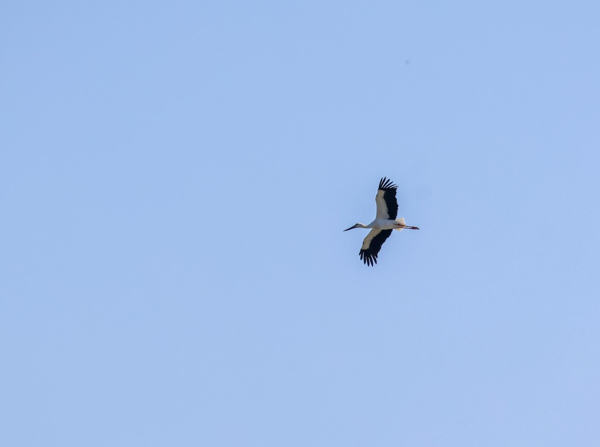 Oriental Stork - ML645749212