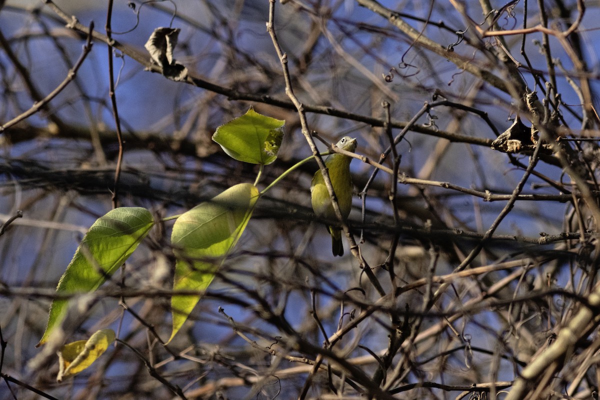 Nashville Warbler - ML645749213