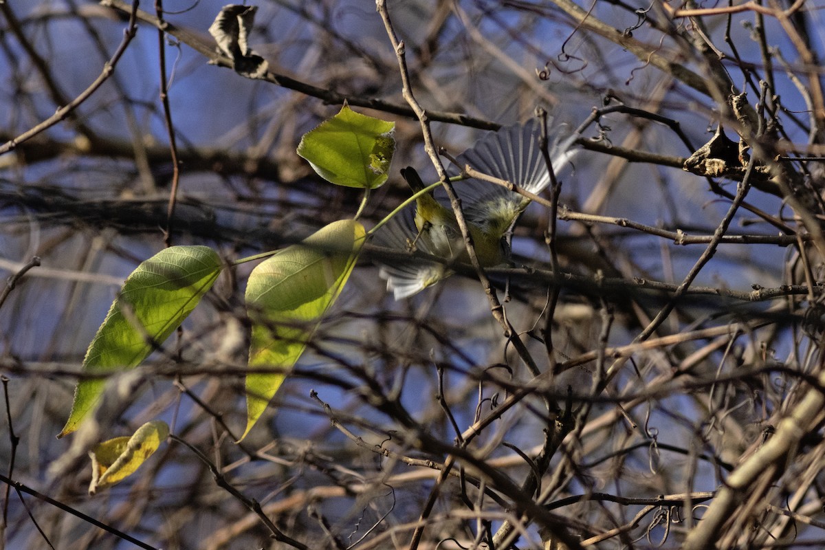 Nashville Warbler - ML645749214