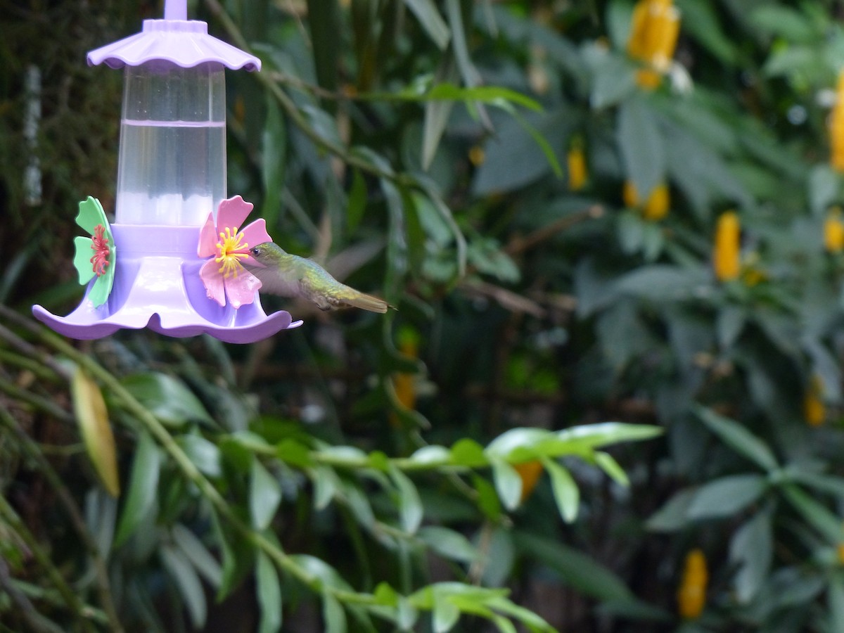 Gilded Hummingbird - ML645749216