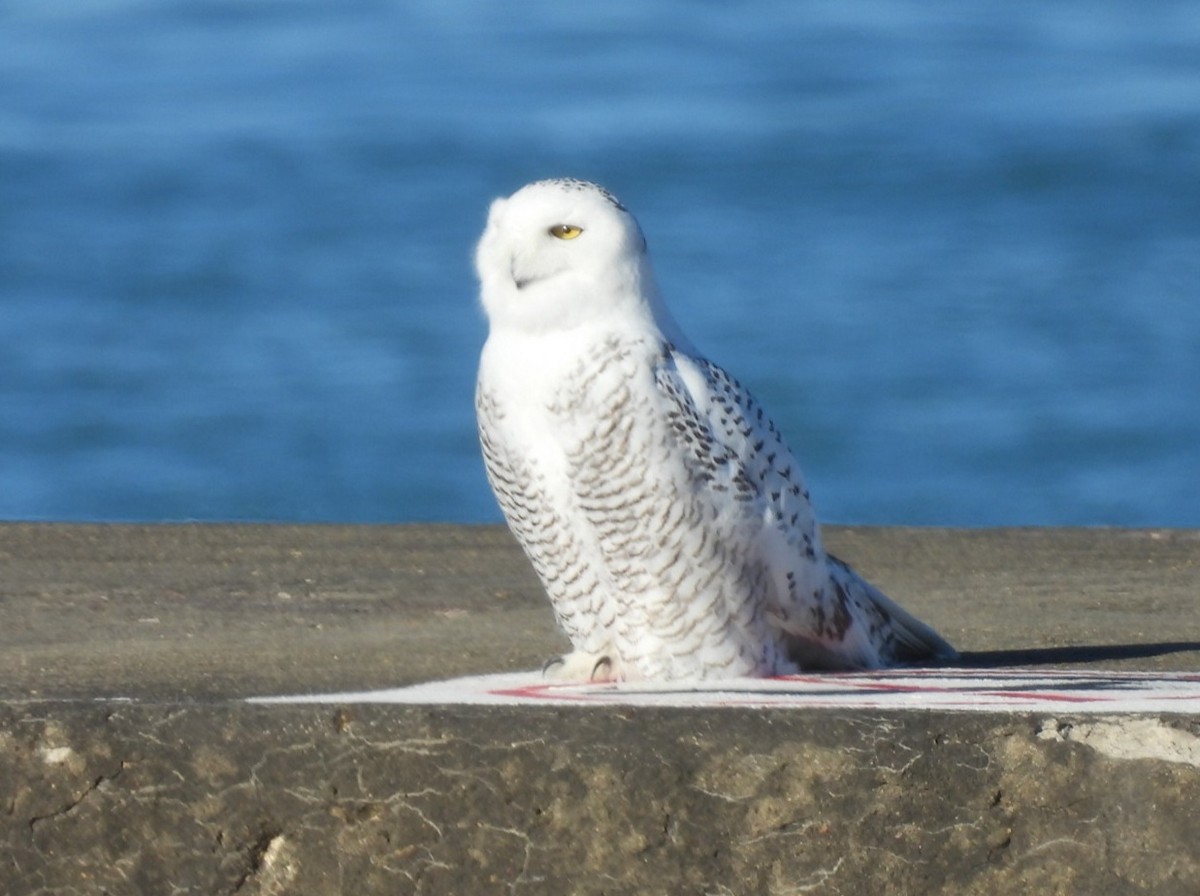Snowy Owl - Regina McNulty