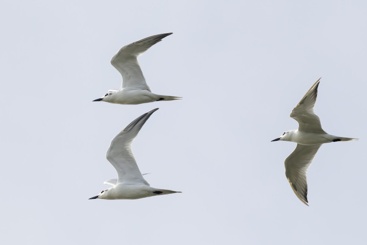 Gull-billed Tern - ML645749225