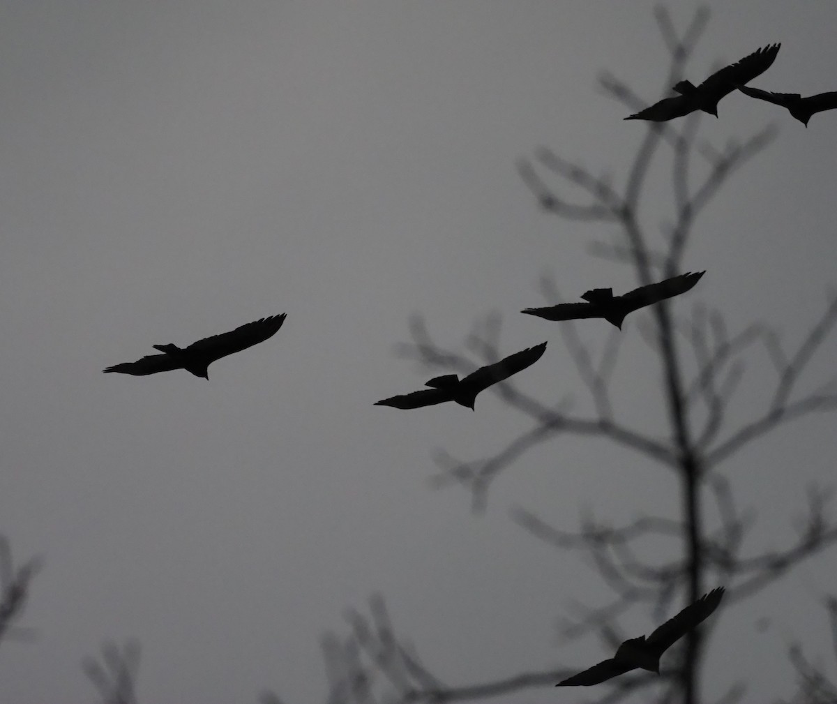 Turkey Vulture - ML645749229