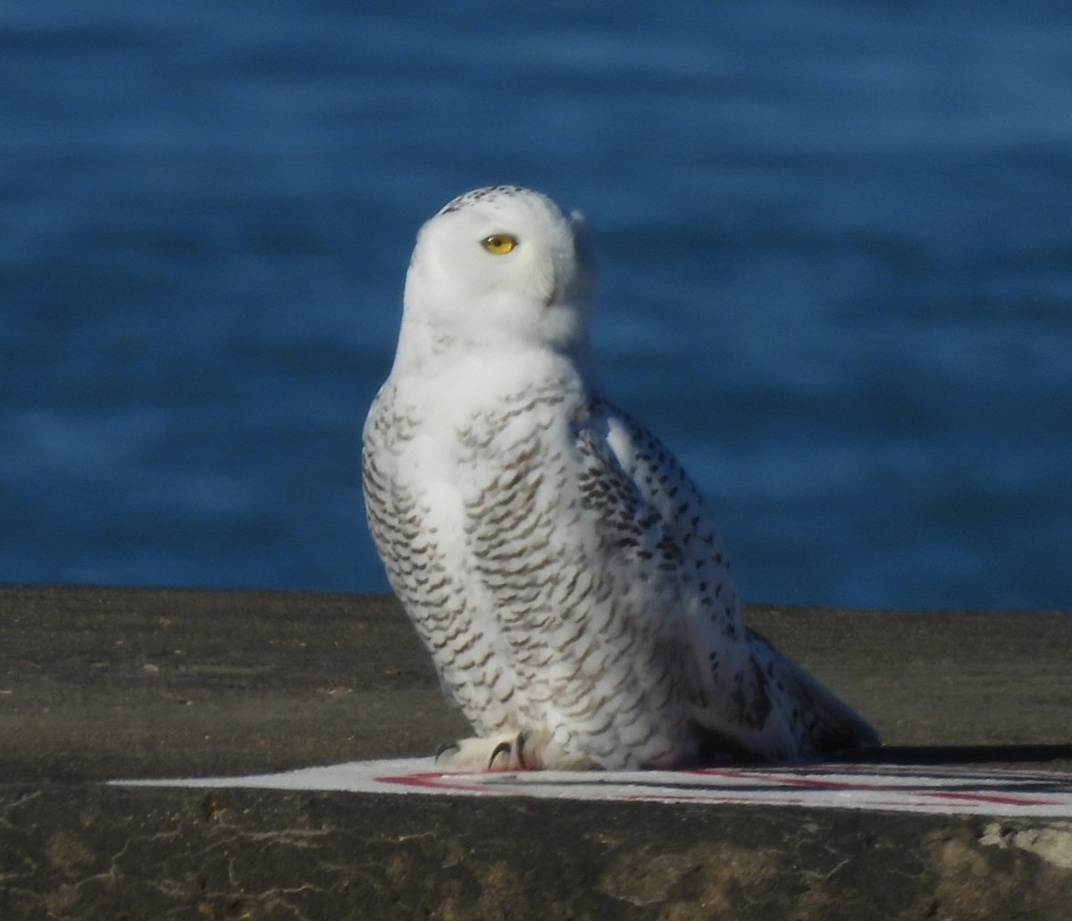Snowy Owl - Regina McNulty