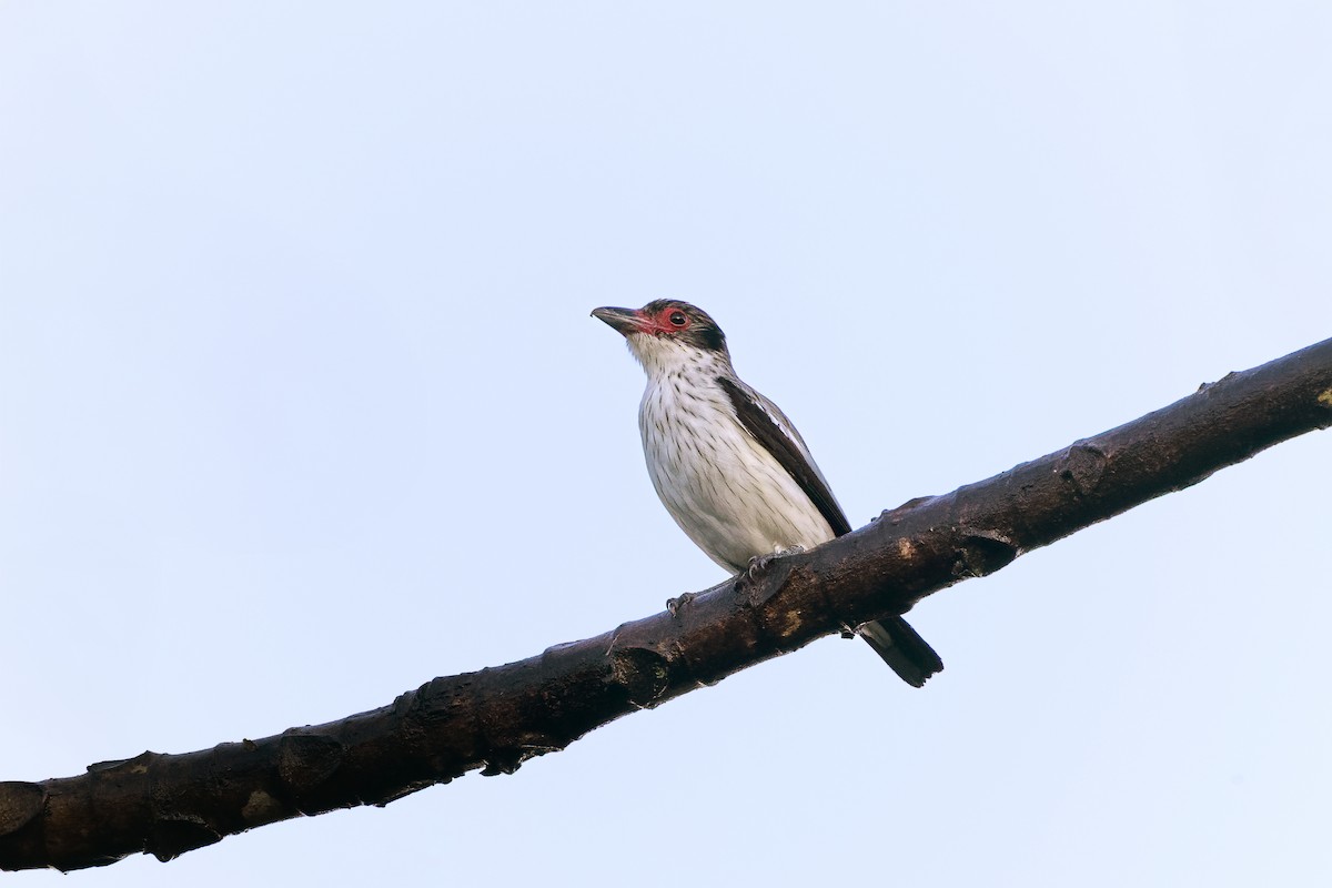 Black-tailed Tityra - ML645749233