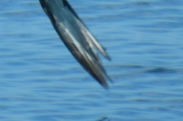 Cory's Shearwater - ML645749248