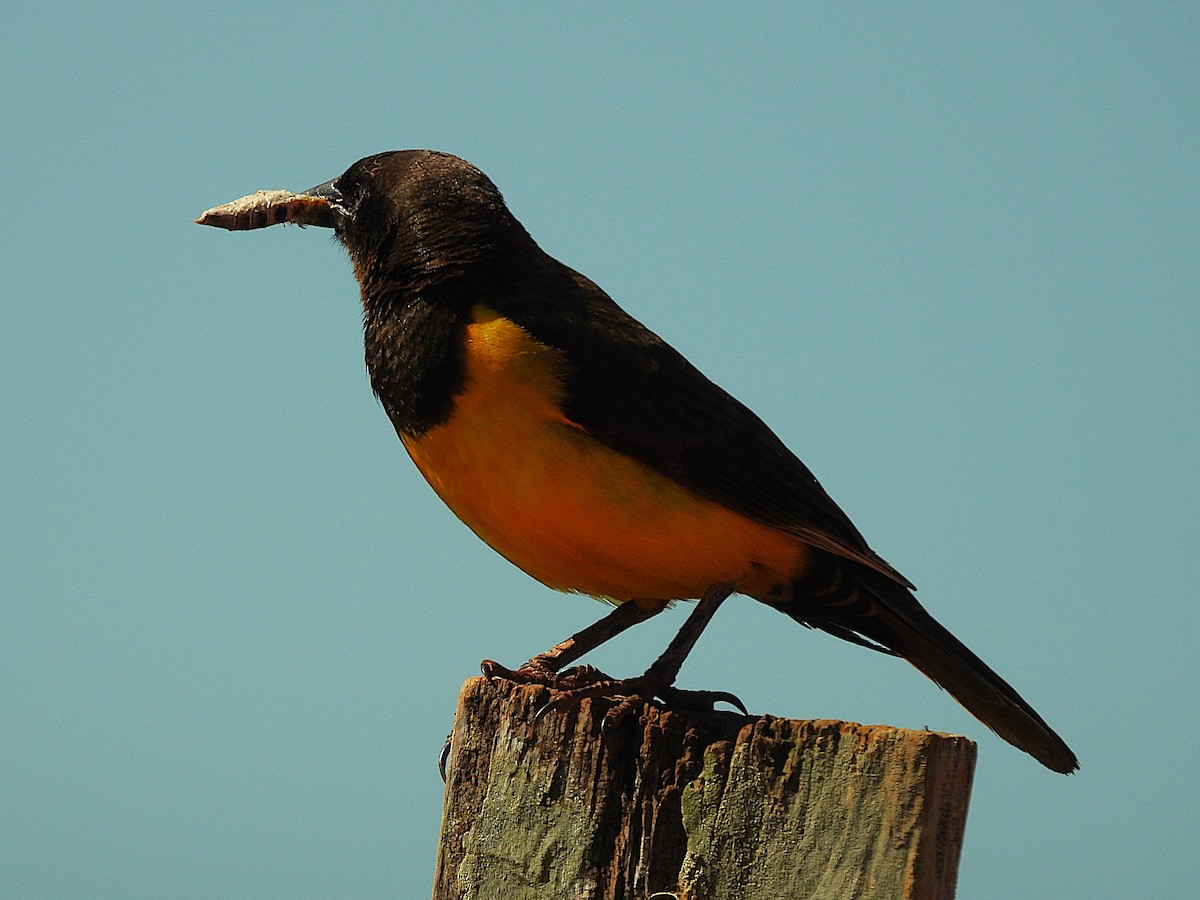 Yellow-rumped Marshbird - ML645749251