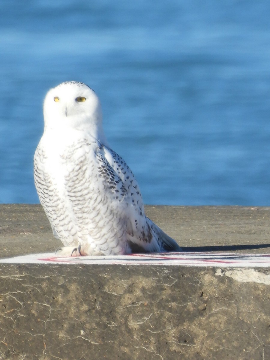 Snowy Owl - ML645749254