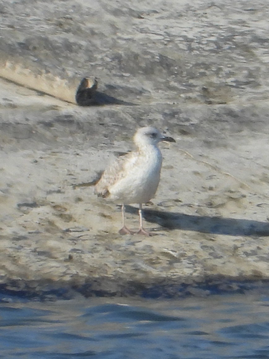 Caspian Gull - ML645749255