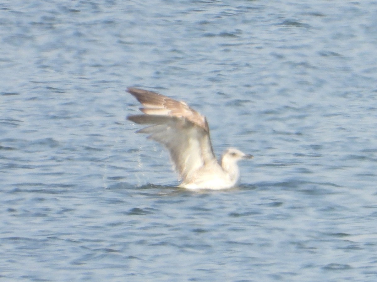 Caspian Gull - ML645749256