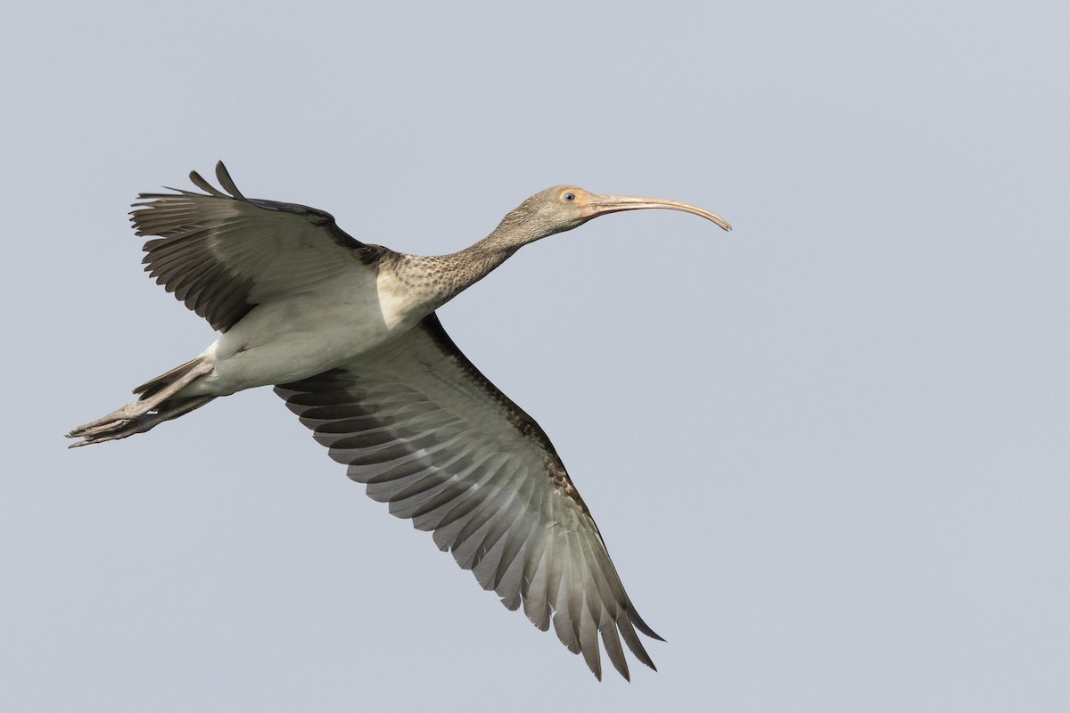 Corocoro Blanco - ML645749257