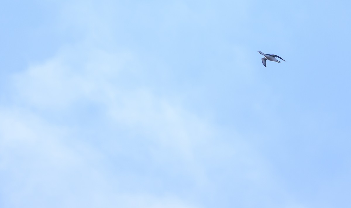 Red-throated Loon - ML645749274