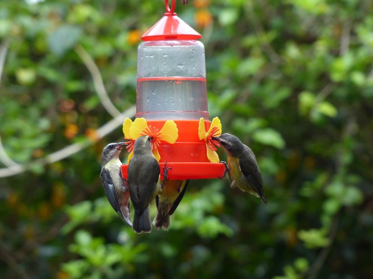 Bananaquit - ML645749276