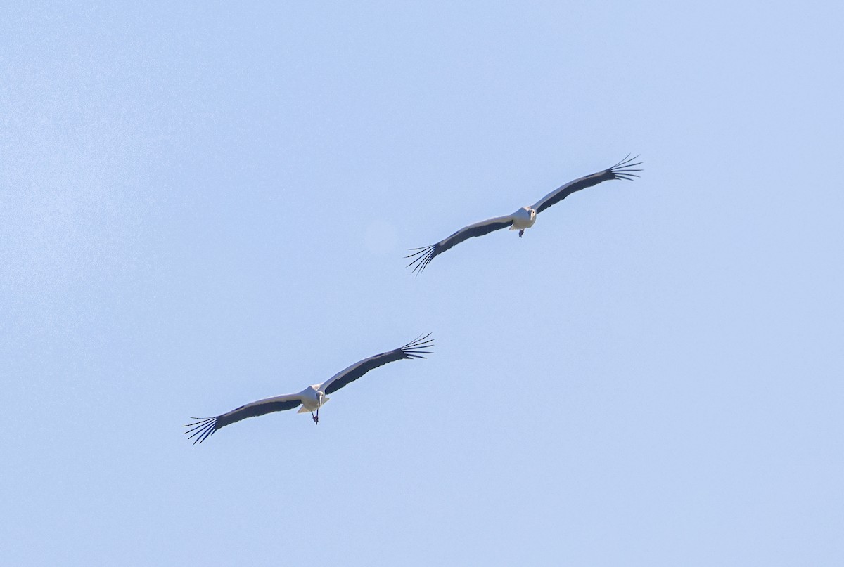 Oriental Stork - ML645749300