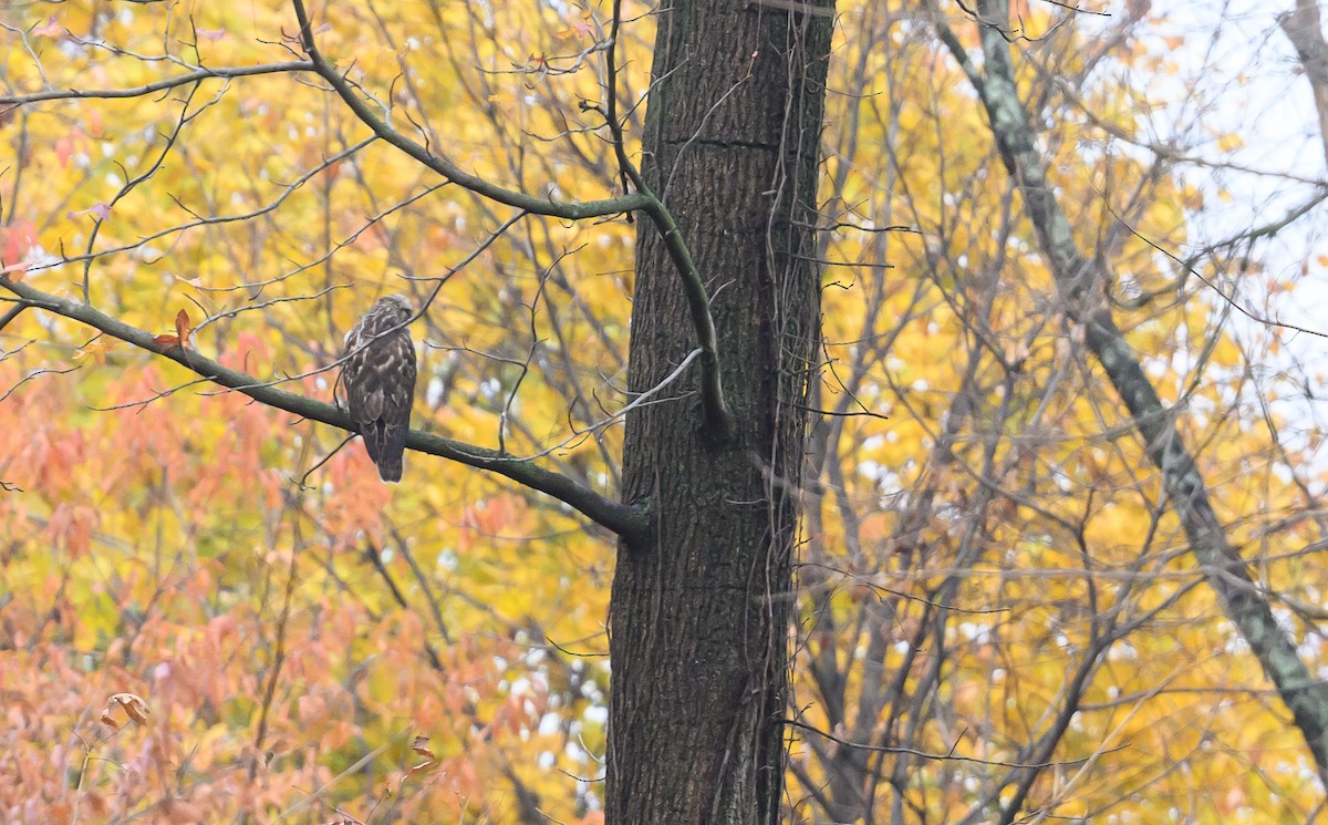 Red-shouldered Hawk - ML645749305