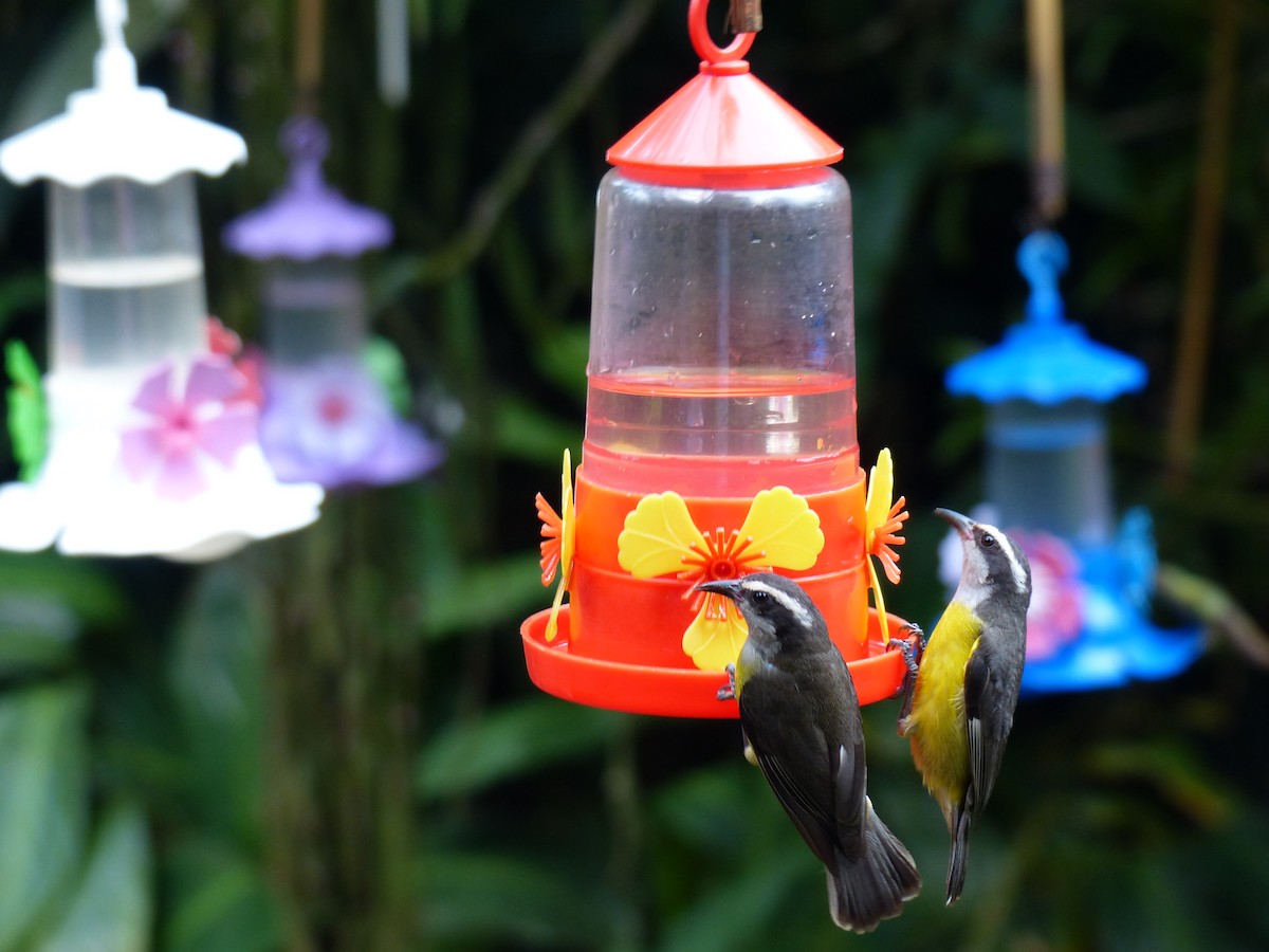 Bananaquit - ML645749310