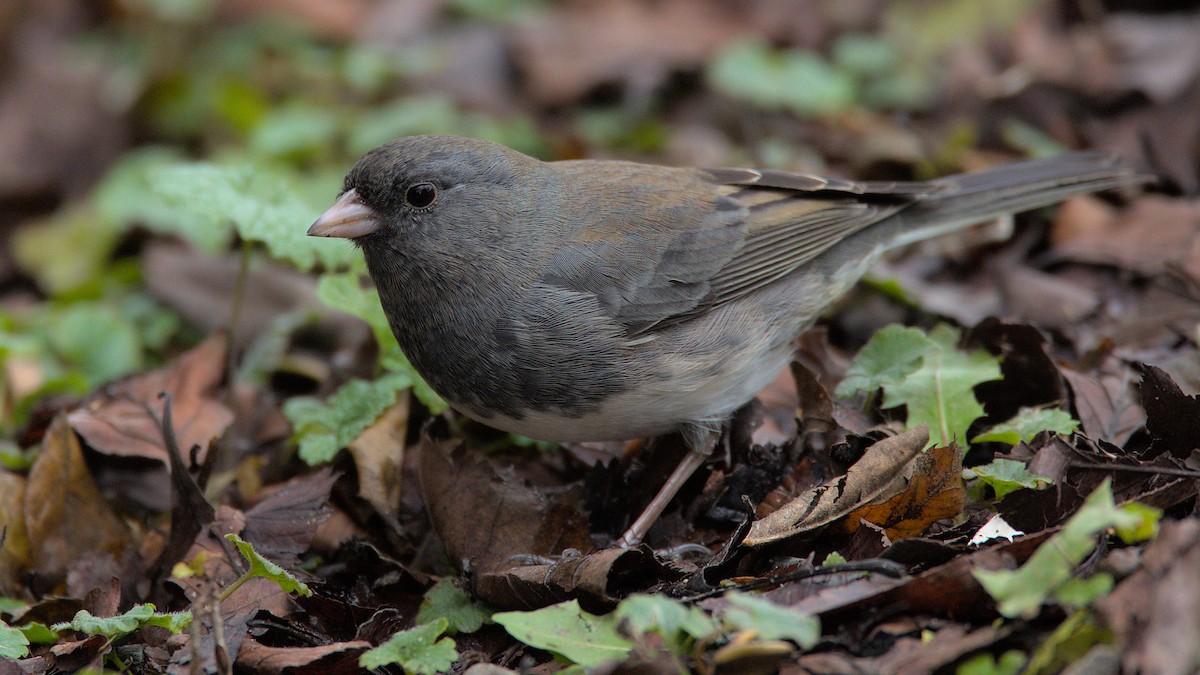 Юнко сірий - ML645749314