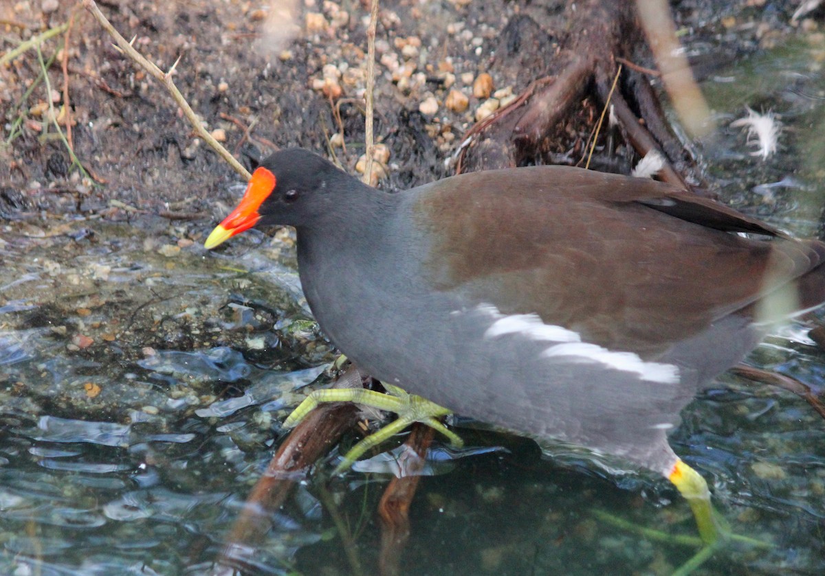 slípka americká - ML645749316