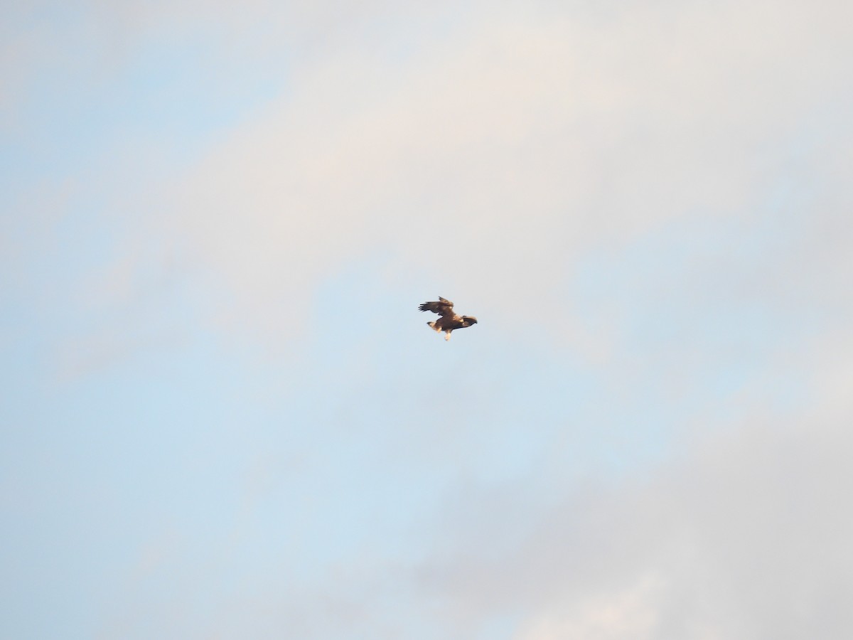 Golden Eagle - ML645749322