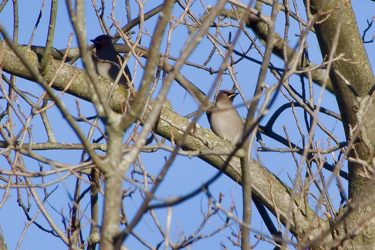 brkoslav severní - ML645749323