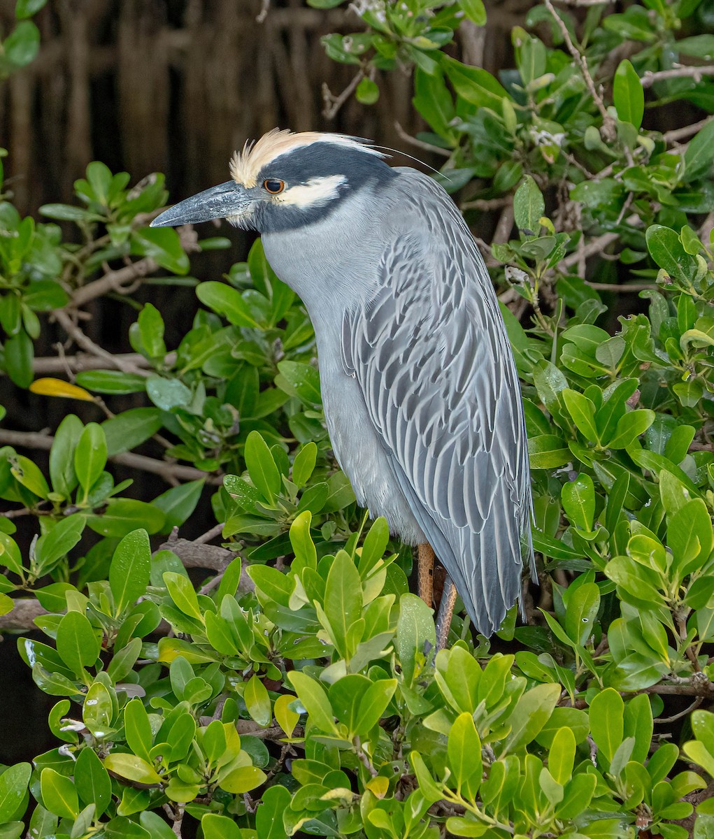 Yellow-crowned Night Heron - ML645749328